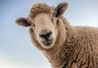 Close Up of Sheep Staring at Camera