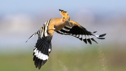 Wall Mural - Eurasian Hoopoe flying