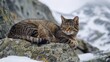 Cat resting on a rocky surface with snowy background