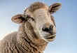 Close-Up of Sheep Looking at Camera