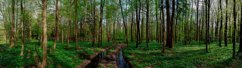 Fototapeta panorama of dark green forest, gloomy light, forest in summer.