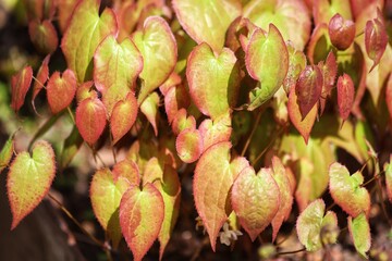 Green and red Epimedium versicolor sulphureum, barrenwort.