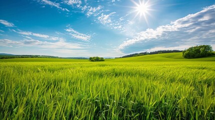 Wall Mural - Countryside field, sunny day in the countryside