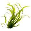 PNG  Laminaria seaweed plant white background
