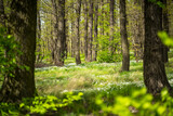 Fototapeta Sawanna - Frühling im grünen Wald
