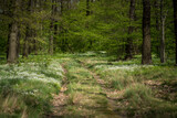 Fototapeta Sawanna - Pfade führen durch einen grünen Frühling Wald