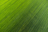 Fototapeta Sawanna - Luftaufnahme grünes Getreidefeld. Acker aus der Luft