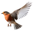 © Rawpixel.com - PNG Animal flying robin