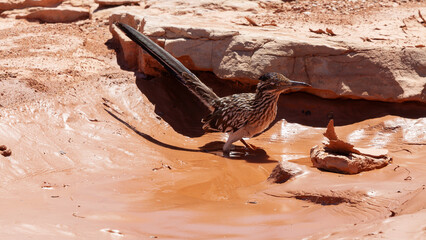 Wall Mural - A roadrunner walks through a muddy pool as it dries up in the summer heat. The mud on the edges of the pool cracks and thin sheet of it curl up under the noonday desert sun.