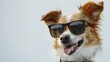Portrait funny cute smart dog stylist with glasses on white background. AI generated image