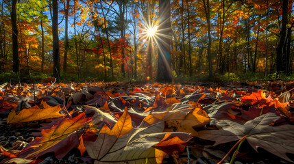 Sticker - A sunlit forest floor covered in fallen autumn leaves, high dynamic range (HDR) photography to capture the vivid colors and detailed textures