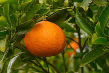 Poster - orange tangerines growing on tree branches in garden on a plantation with sunlight 1