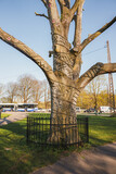 Fototapeta  - Latvian symbol tree, big oak tree, Victory park, Riga, Latvia