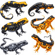 Clipart illustration featuring a various of salamander on white background. Suitable for crafting and digital design projects.[A-0002].