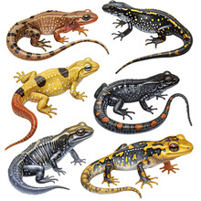 Clipart Illustration Featuring A Various Of Salamander On White Background. Suitable For Crafting And Digital Design Projects.[A-0001].