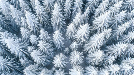 Wall Mural - Pristine snow blanketing a dense pine forest, aerial photography to capture the unbroken white expanse contrasted by dark green pines