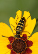 Zebra longhorn beetle (Typocerus zebra) insect feeding on tickseed flower nectar, nature Springtime pest control agriculture concept vertical format.