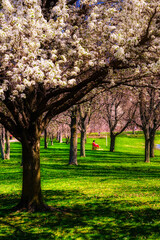 Wall Mural - People out and about on a very warm April day in Upstate NY.  Otsiningo Park in Binghamton was busy with visitors walking, sitting and biking its paved trails.  African American Woman reads.
