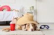 Cute Australian Shepherd dog with hat and cocktail lying in bedroom. Travel concept
