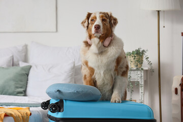 Wall Mural - Cute Australian Shepherd dog with suitcase in bedroom. Travel concept