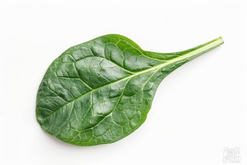 Single spinach leaf on white background