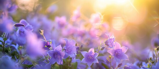 Wall Mural - Lovely spring scenery featuring a bouquet of campanula flowers.