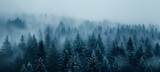 Fototapeta  - Fir forest on mountain slopes with misty fog and color toning Green mountain forest in the fog. Evergreen spruce and pine trees on the slopes.