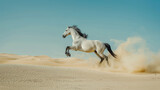 Fototapeta  - White horse in the desert, thoroughbred horse racer in motion