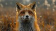 Fox, animal, mammal, predator, carnivore, wild, cunning, clever, intelligent, agile, stealthy, elusive, nocturnal, den, burrow, woodland, forest, habitat, tail, fur, coat, red, orange, bushy, ears