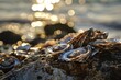 Oyster bed under sunlight on rock