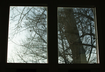 Trees through Windows
