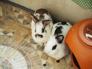 Wall Mural - Cute rabbit on the ceramic floor. Famous pet in the home. Sad and hungry rabbit wait for donation.