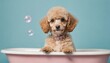 Playful poodle pup in a tiny bathtub filled with soap bubbles and foam