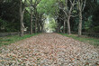 森の道　落ち葉の落ちたアーチ状の木々に囲まれた手つかずの参道の背景　アウトドア・散歩・季節