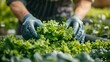 Hydroponic Farming: Harvesting Fresh Lettuce