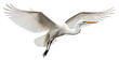 PNG Animal flying heron bird. 