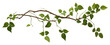 PNG Plant leaf vine white background. 