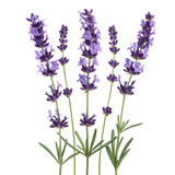 Fototapeta  - Lavender flower isolated on white background