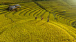 Rice is ripe on terraced fields in Mu Cang Chai, Yen Bai, Vietnam and the harvest season begins. Photo taken in Mu Cang Chai, Yen Bai, Vietnam in October 2022.