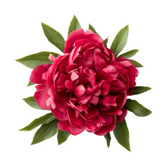 Wall Mural - Red peony flower in the garden isolated on white background