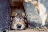 Fototapeta Kosmos - Cute puppy lying on the ground between plant pot in summer season, Thailand