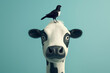 Funny black and white cow with a black and white bird on its head, representing bird flu