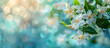 Jasmine blooming in a morning garden, symbol of Mother's Day in Thailand, isolated on pastel background with copy space.