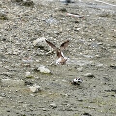 Canvas Print - little ringed plover in a field