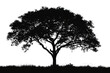 PNG  Sillhouette Black and white isolate tree silhouette plant black.