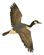PNG  Japanese goose flying animal bird cormorant