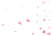 PNG Floating Flower Petals Effect, Transparent Background