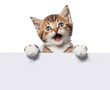 cute kitten with a blank sign isolated on transparent background
