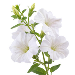 Wall Mural - White petunia flower isolated on white background