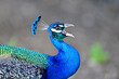 Beautiful Peacock hollering for partner 